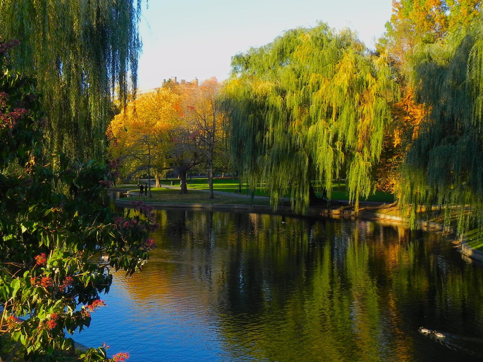 The Public Garden in Boston, in the fall